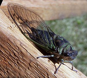 Neotibicen linnei.jpg