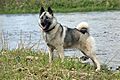 Norwegian Elkhound 1