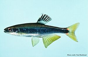 Notropis hypselopterus.jpg