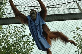 Orangutan-Melbourne-Zoo-20070224-056