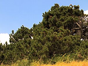 P20130507-0083—Pinus muricata—Point Reyes (8740930257).jpg