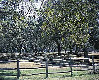 Pecan orchard.jpg