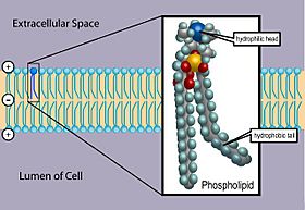 Phospholipid TvanBrussel