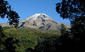 Pico Orizaba Pines