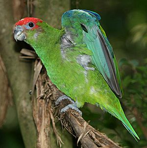 Pileated Parrot.jpg