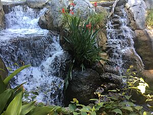 Plant at San Diego Zoo