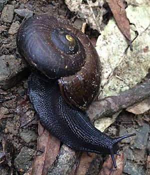 Powelliphanta traversi traversi Papaitonga