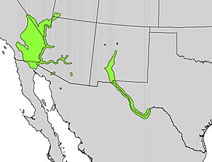 Prosopis pubescens range map.jpg