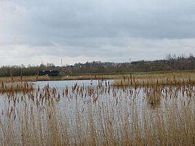 RSPB Dearne Valley Old Moor.jpg