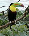 Ramphastos sulfuratus -London Zoo-4c