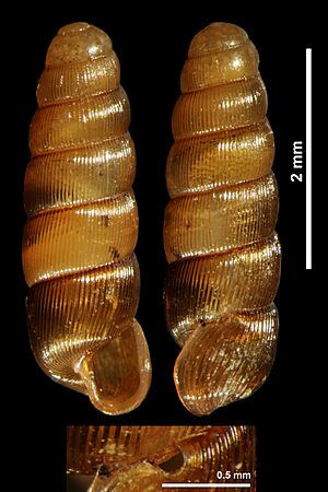 Renea moutonii singularis (MNHN-IM-2010-13009) 001.jpeg