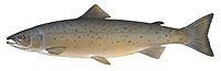 Drawing of Atlantic salmon