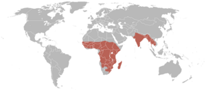 Sarkidiornis melanotos distribution.png