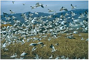 SnowGooseBoaqueDelApache2.jpg