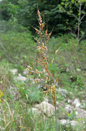 Sorghastrum nutans Tennessee.jpg