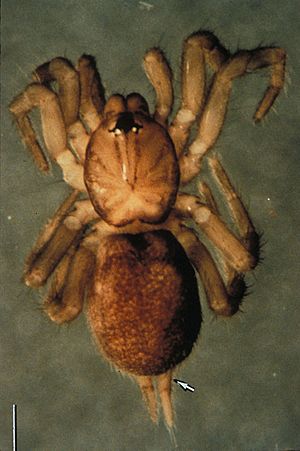 Spruce Fir Moss Spider.jpg