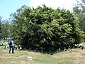 Starr 080601-5176 Ficus microcarpa