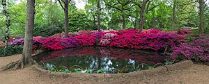 Still Pond, Isabella Plantation, Richmond Park, London, UK - Diliff