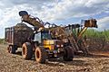 Sugarcane harvest Piracicaba 05 2009 5783