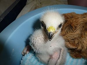 Swainson's Hawk Chick