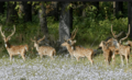 Swamp deer at Shuklaphanta