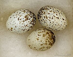 Sylvia melanocephala MHNT