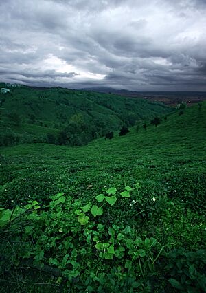 Tea Gardens, Gilan, Iran