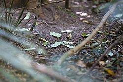 Tooth billed bowerbird - bower