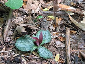 Trillium decumbens.jpg