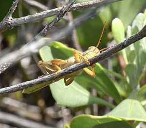 Valanga irregularis branch1