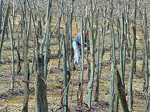 Valtellina vineyard hand worked