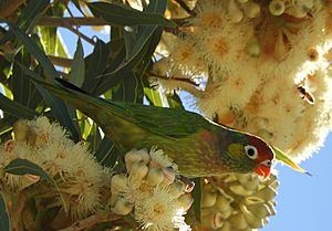 Varied Lorikeet Cloncurry Qld