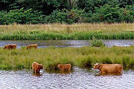 Vecht bij Hardenberg