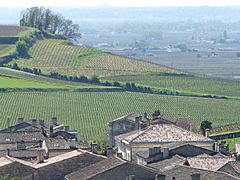 Vineyards in St Emilion