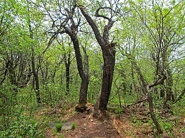 Vly Mountain summit with canister.jpg