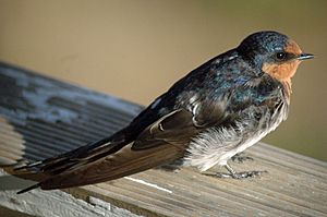 Welcome Swallow on rail