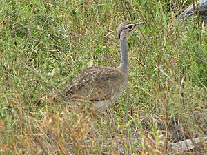 White-bellied Bustard, female