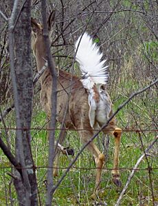 White-tailed deer, tail up