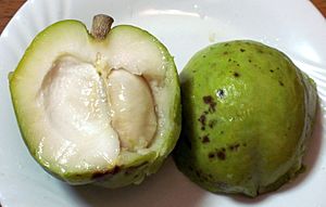 White sapote2