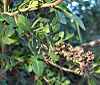 Zanthoxylum fagara (homeredwardprice) 001.jpg