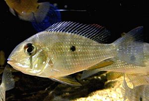 Acarichthys heckelii - subadulte 03