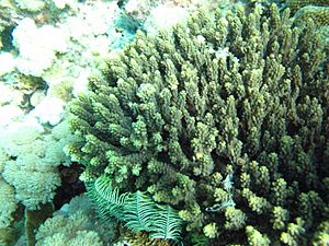 Acropora cerealis.jpg