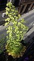 Aeonium tabuliforme with flowers