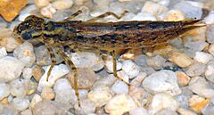 Aeshna cyanea - larva (aka)