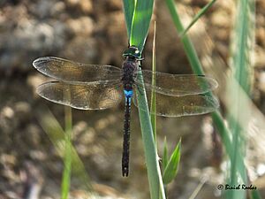 Anax parthenope UAE