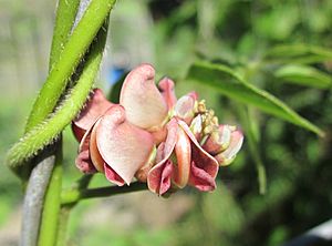 Apios americana flowers.JPG