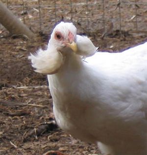 Araucana hen showing ear tufts