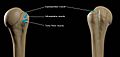 Attachments-of-greater-tubercle