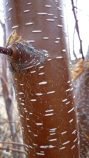 Betula occidentalis 4