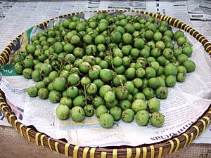 Bouea macrophylla young fruit.JPG